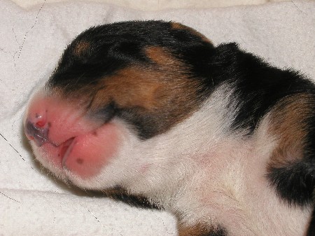 Bitte nicht st�ren !