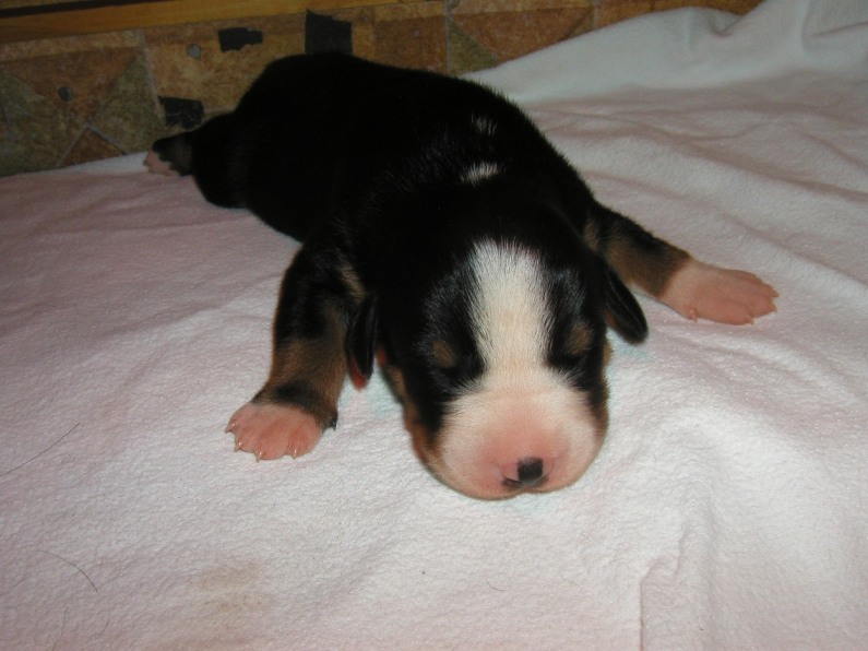 So, nun werden unsere Schnauzen endlich schwarz