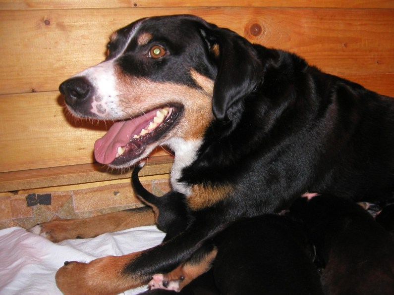 Senta  ist Tag und Nacht f�r die Kleinen da