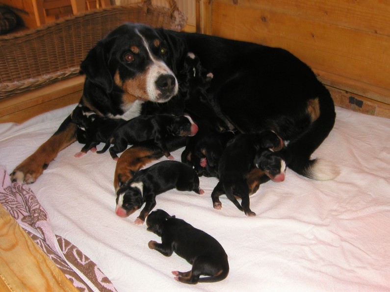 Die stolze Senta am 30. April 2006