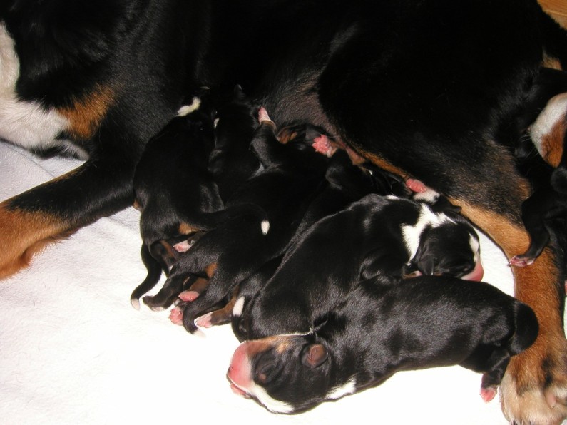 Die ersten Versuche zur Nahrungsbeschaffung