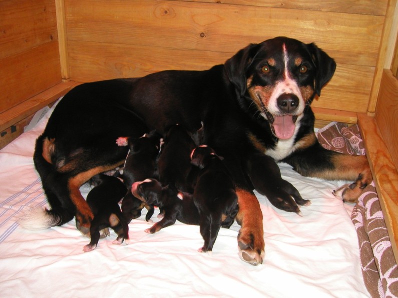 Senta am 1. Mai 2006