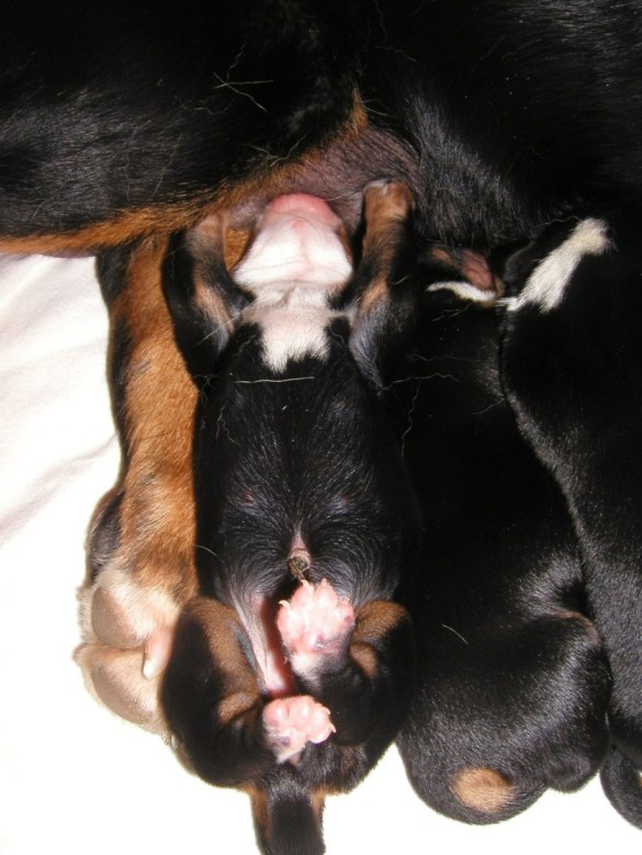 Unsere �berkopftrinkerin