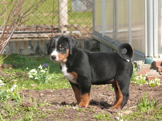 Enrico am 4. April 2009