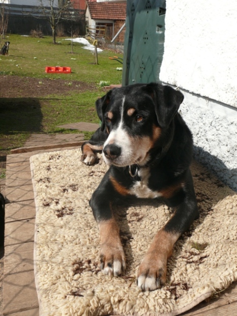 Senta am 4. April 2009