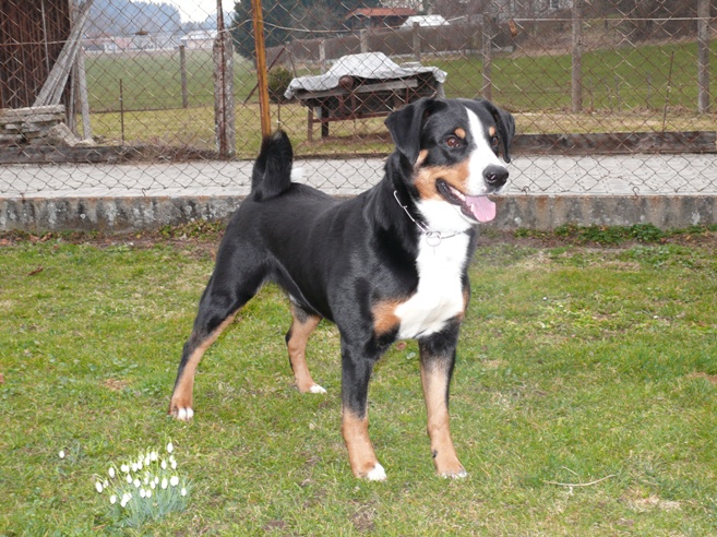 Mondo am 13. M�rz 2011 zu Besuch bei Donja