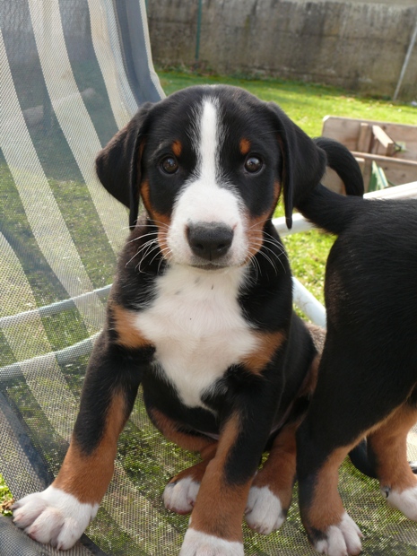 Felix am 5. April 2011