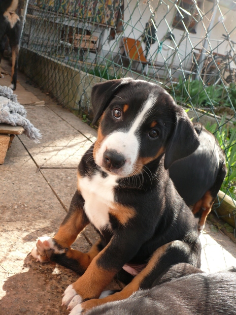 Feicy am 5. April 2011