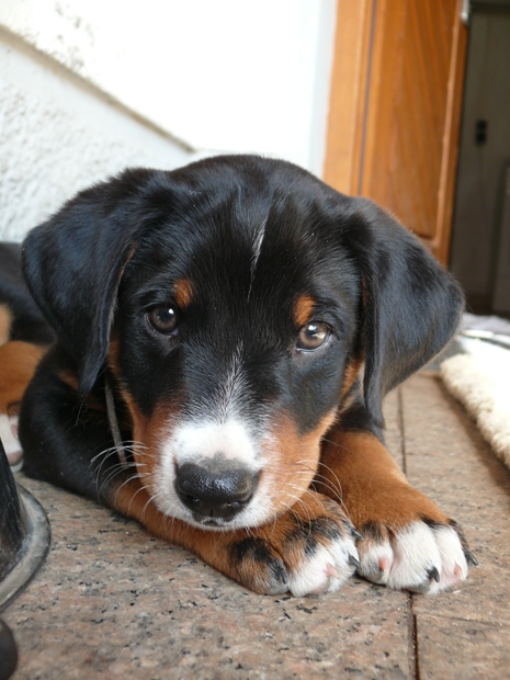 Frido am 5. April 2011