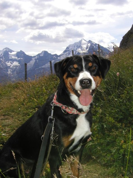 Senta im Berner Oberland 2004