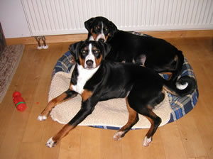 Senta mit Chiara