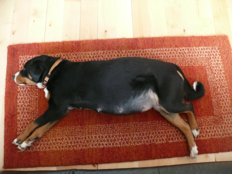 Heute ist der 13. Februar 2009. Ich brauche nur noch Ruhe  !     