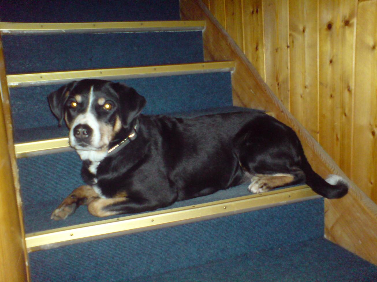 Senta im Oktober 2008