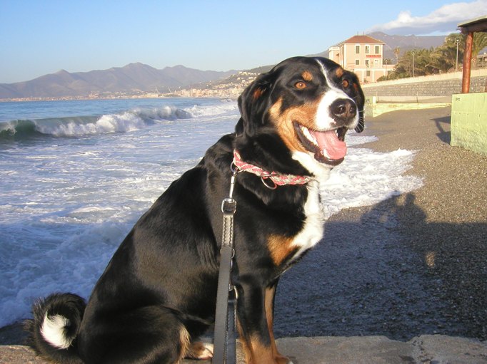 Senta im April 2004 am Mittelmeer