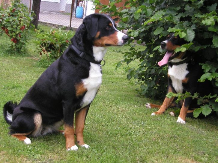 Brixa und Buddy - Geschwisterliebe