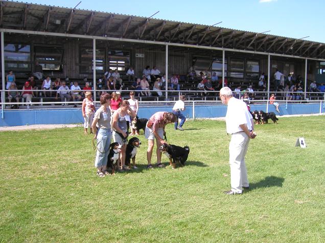 Cleo, Buddy und Brixa in Babenhausen